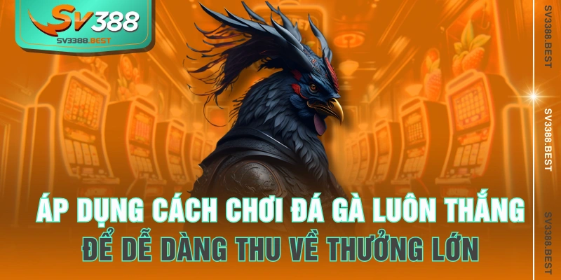 Áp dụng cách chơi đá gà luôn thắng để dễ dàng thu về thưởng lớn