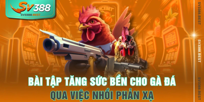 Bài tập tăng sức bền cho gà đá qua việc nhồi phản xạ