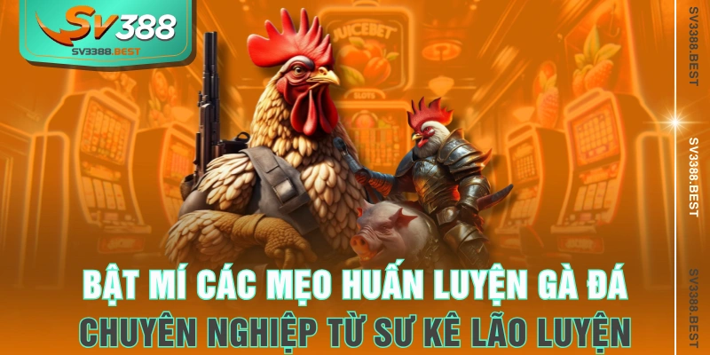 Bật mí các mẹo huấn luyện gà đá chuyên nghiệp từ sư kê lão luyện