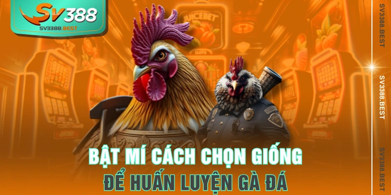 Bật mí cách chọn giống để huấn luyện gà đá