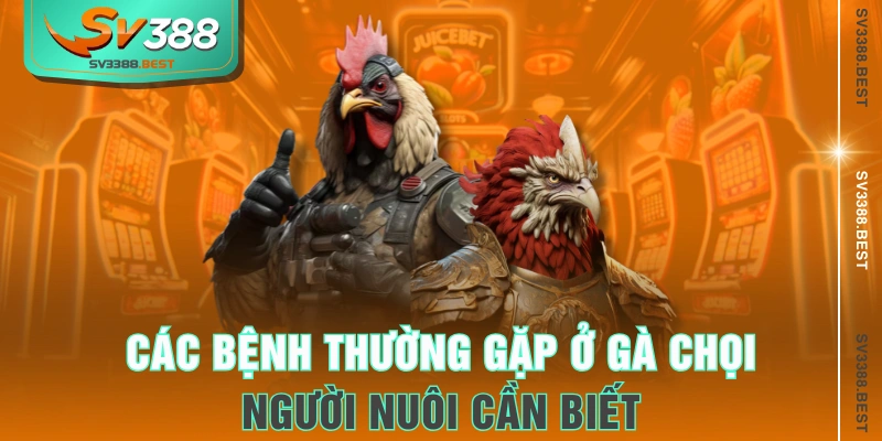 Các bệnh thường gặp ở gà chọi người nuôi cần biết