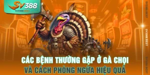 Các Bệnh Thường Gặp Ở Gà Chọi Và Cách Phòng Ngừa Hiệu Quả