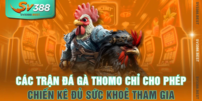 Các trận đá gà Thomo chỉ cho phép chiến kê đủ sức khoẻ tham gia