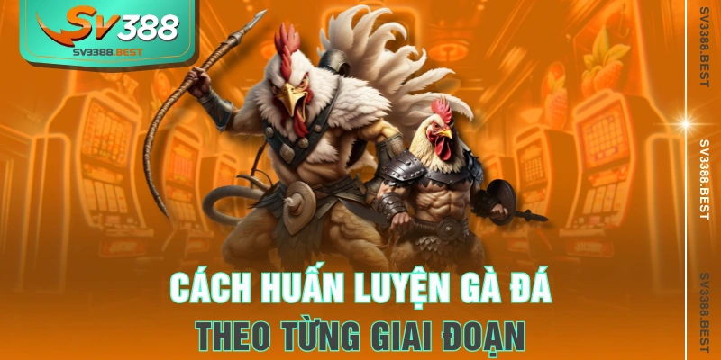 Cách huấn luyện gà đá theo từng giai đoạn