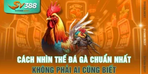 Cách Nhìn Thế Đá Gà Chuẩn Nhất Không Phải Ai Cũng Biết