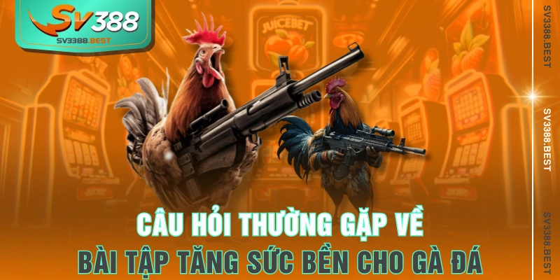 Câu hỏi thường gặp về bài tập tăng sức bền cho gà đá