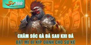 Chăm Sóc Gà Đá Sau Khi Đá - Bật Mí Bí Kíp Dành Cho Sư Kê