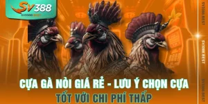 Cựa Gà Nòi Giá Rẻ - Lưu Ý Chọn Cựa Tốt Với Chi Phí Thấp