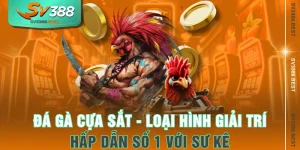 Đá Gà Cựa Sắt - Loại Hình Giải Trí Hấp Dẫn Số 1 Với Sư Kê