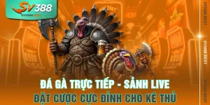 Đá Gà Trực Tiếp - Sảnh Live Đặt Cược Cực Đỉnh Cho Kê Thủ