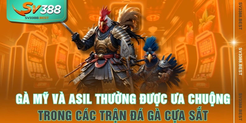 Gà Mỹ và Asil thường được ưa chuộng trong các trận đá gà cựa sắt