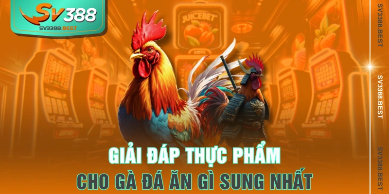 Giải đáp thực phẩm cho gà đá ăn gì sung nhất