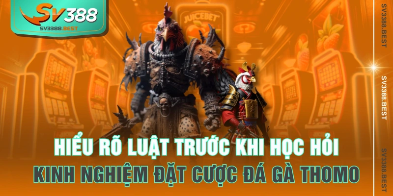 Hiểu rõ luật trước khi học hỏi kinh nghiệm đặt cược đá gà Thomo