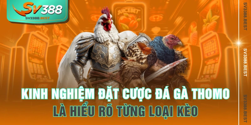 Kinh nghiệm đặt cược đá gà Thomo là hiểu rõ từng loại kèo