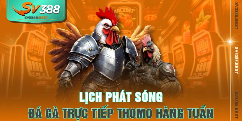 Lịch phát sóng đá gà trực tiếp Thomo hàng tuần