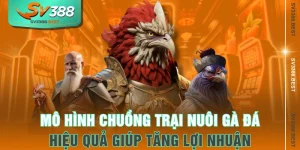 Mô Hình Chuồng Trại Nuôi Gà Đá Hiệu Quả Giúp Tăng Lợi Nhuận