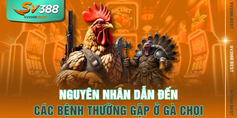 Nguyên nhân dẫn đến các bệnh thường gặp ở gà chọi