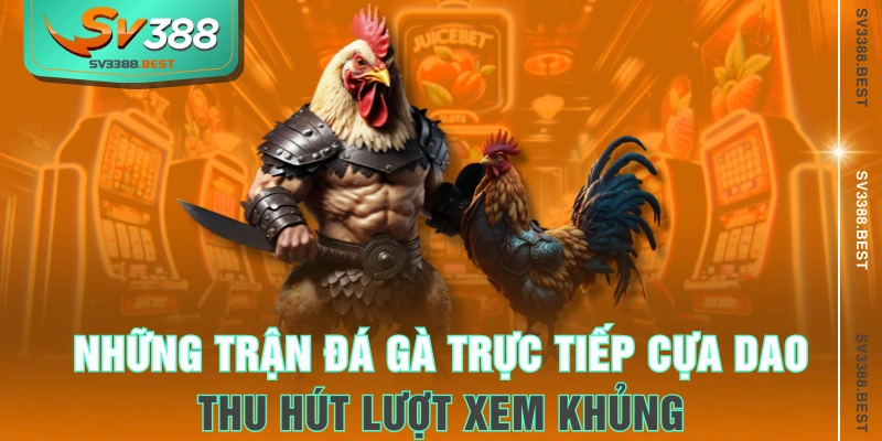 Những trận đá gà trực tiếp cựa dao thu hút lượt xem khủng