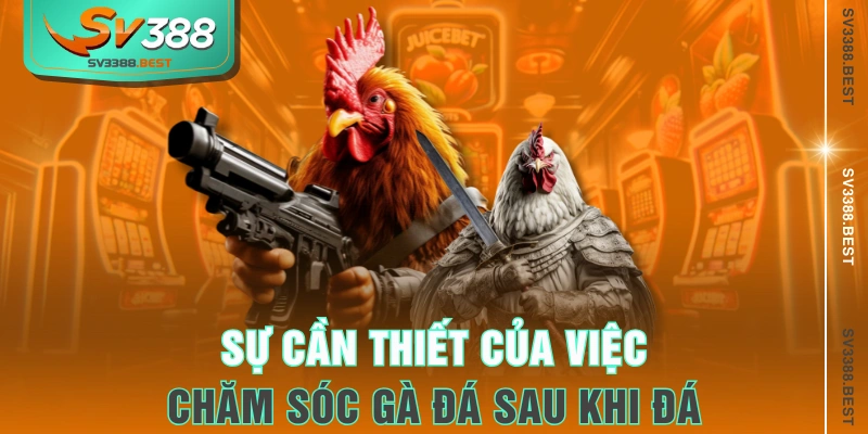 Sự cần thiết của việc chăm sóc gà đá sau khi đá