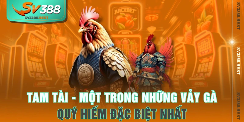  Tam Tài - Một trong những vảy gà quý hiếm đặc biệt nhất