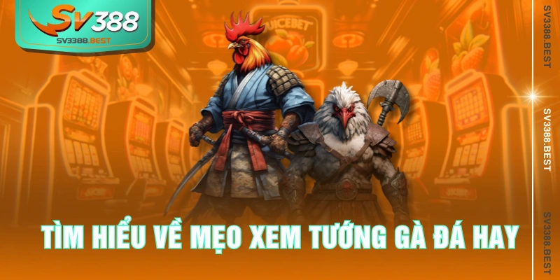 Tìm hiểu về mẹo xem tướng gà đá hay