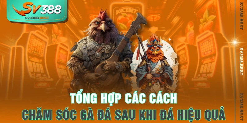 Tổng hợp các cách chăm sóc gà đá sau khi đá hiệu quả