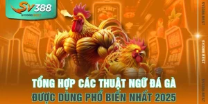 Tổng Hợp Các Thuật Ngữ Đá Gà Được Dùng Phổ Biến Nhất 2025