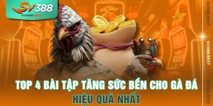 Top 4 Bài Tập Tăng Sức Bền Cho Gà Đá Hiệu Quả Nhất