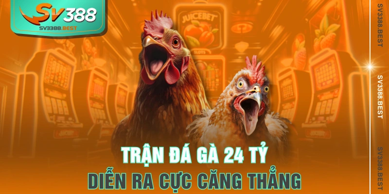 Trận đá gà 24 tỷ diễn ra cực căng thẳng 