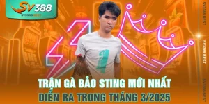 Trận Gà Bảo Sting Mới Nhất Diễn Ra Trong Tháng 3/2025