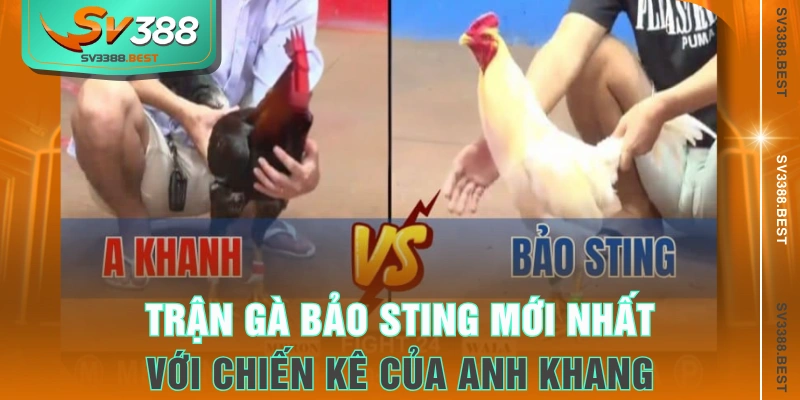Trận gà Bảo Sting mới nhất với chiến kê của anh Khang