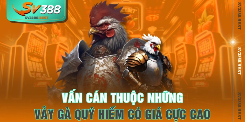 Vấn Cán thuộc những vảy gà quý hiếm có giá cực cao