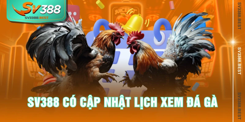 SV388 có cập nhật lịch xem đá gà